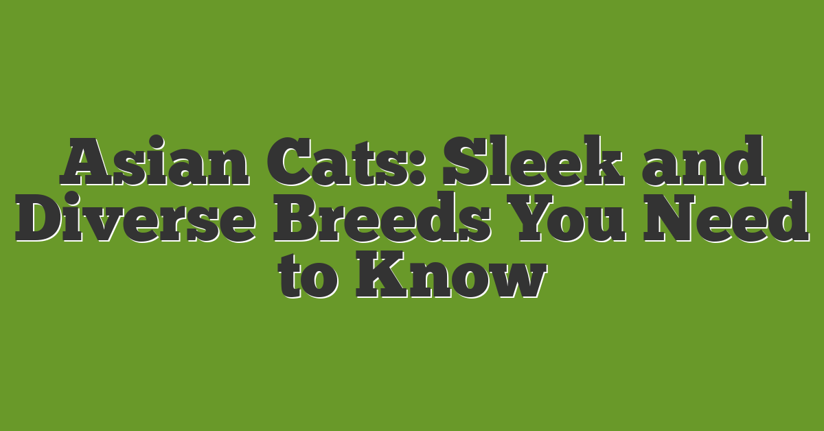 Asian Cats: Sleek and Diverse Breeds You Need to Know