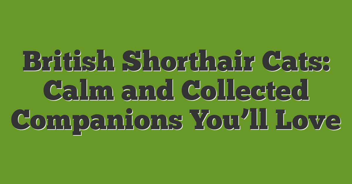 British Shorthair Cats: Calm and Collected Companions You’ll Love