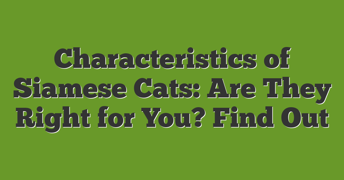 Characteristics of Siamese Cats: Are They Right for You? Find Out