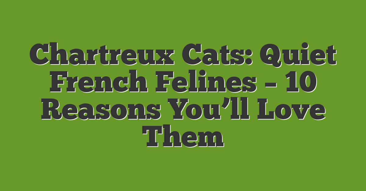Chartreux Cats: Quiet French Felines – 10 Reasons You’ll Love Them
