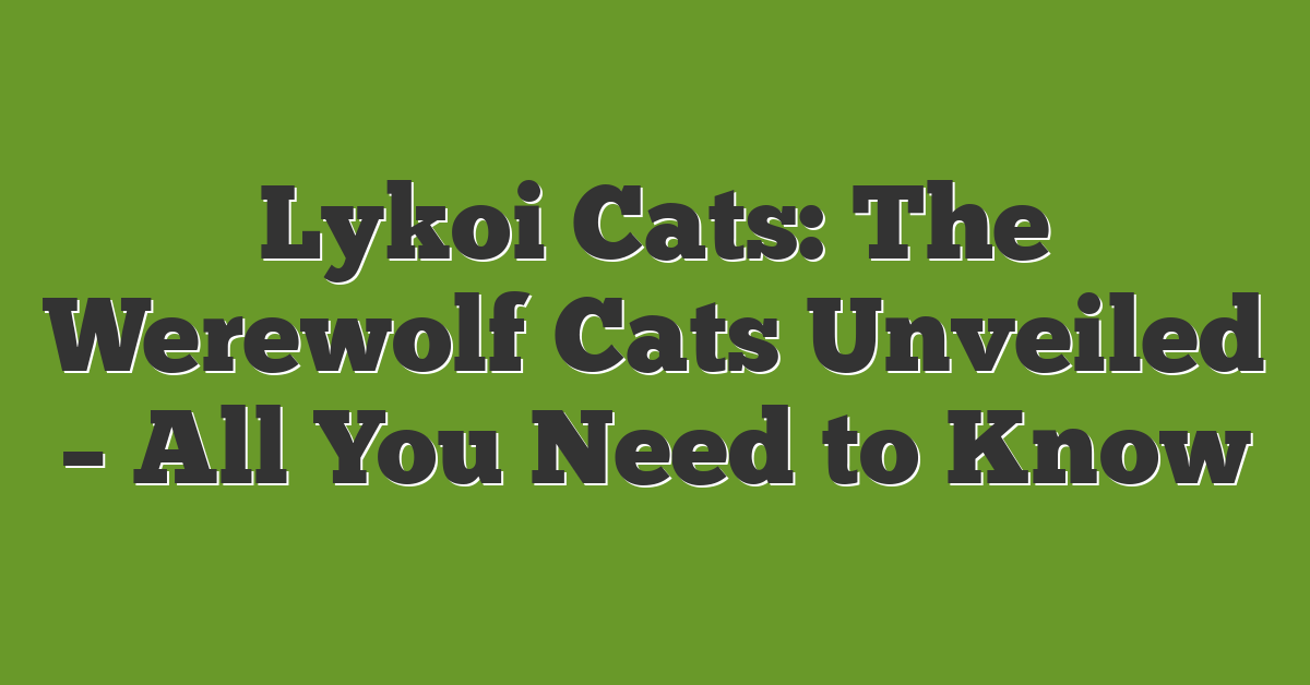 Lykoi Cats: The Werewolf Cats Unveiled – All You Need to Know