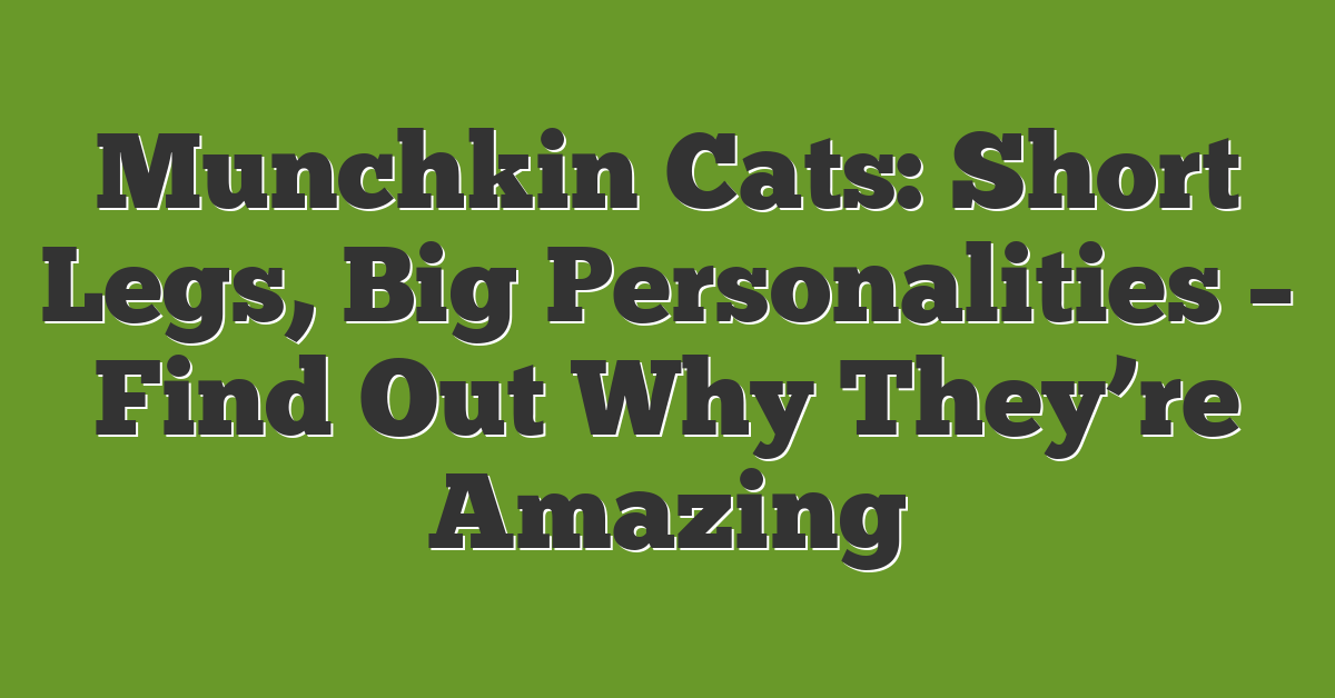Munchkin Cats: Short Legs, Big Personalities – Find Out Why They’re Amazing