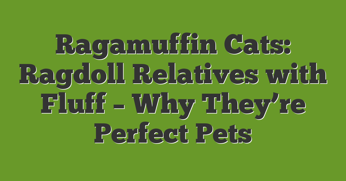Ragamuffin Cats: Ragdoll Relatives with Fluff – Why They’re Perfect Pets