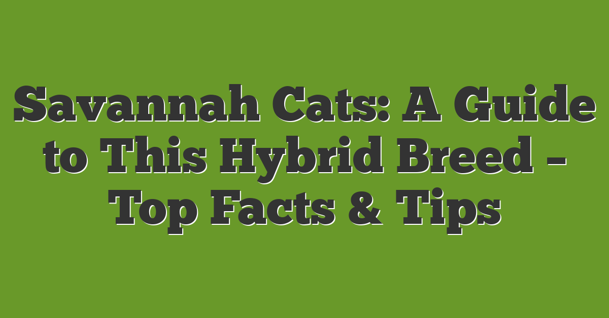 Savannah Cats: A Guide to This Hybrid Breed – Top Facts & Tips