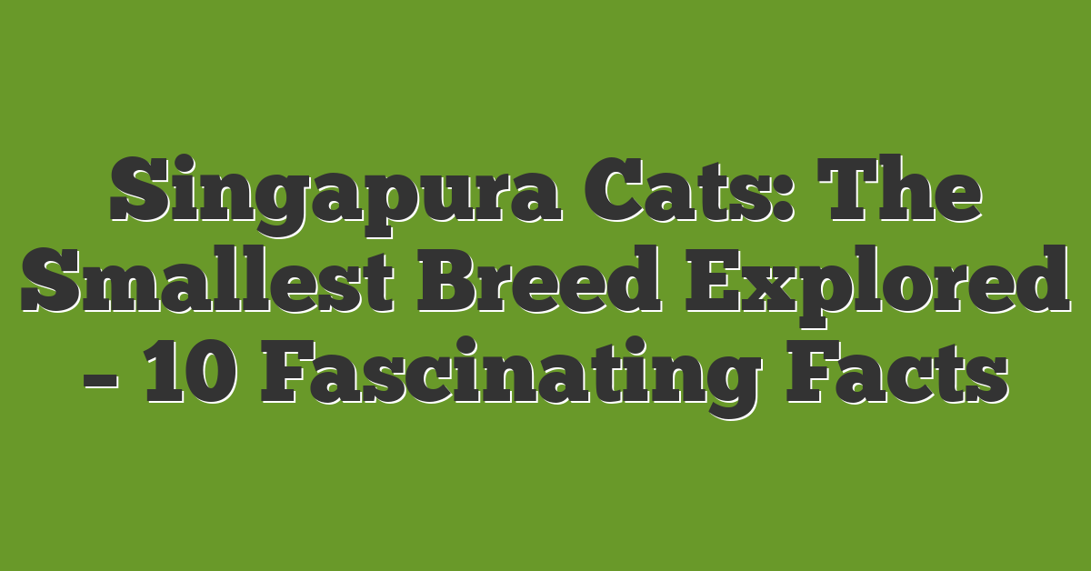 Singapura Cats The Smallest Breed Explored 10 Fascinating Facts Singapura Cats The Smallest Breed Explored 10 Fascinating Facts