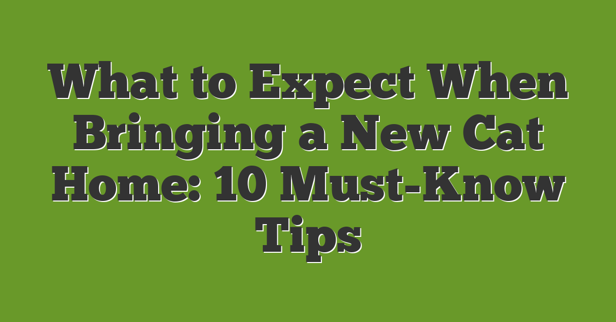 What to Expect When Bringing a New Cat Home: 10 Must-Know Tips