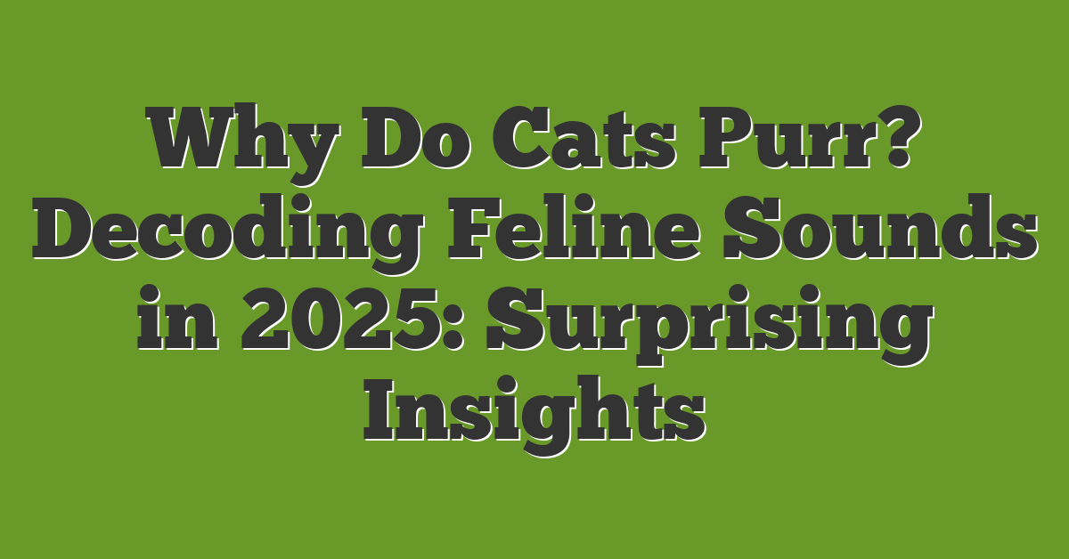 Why Do Cats Purr? Decoding Feline Sounds in 2025: Surprising Insights