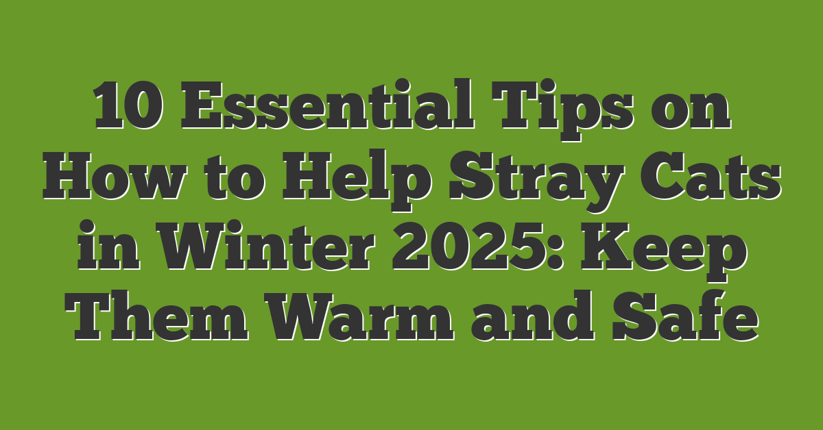 10 Essential Tips on How to Help Stray Cats in Winter 2025: Keep Them Warm and Safe