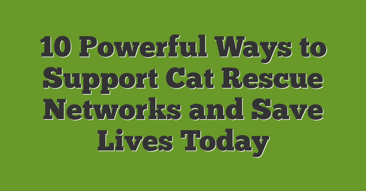 10 Powerful Ways to Support Cat Rescue Networks and Save Lives Today